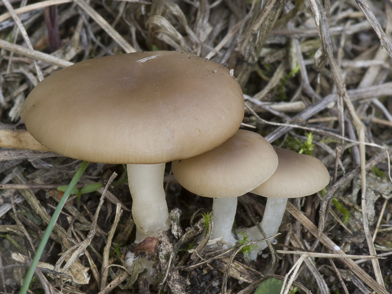 Clitocybe legaliae